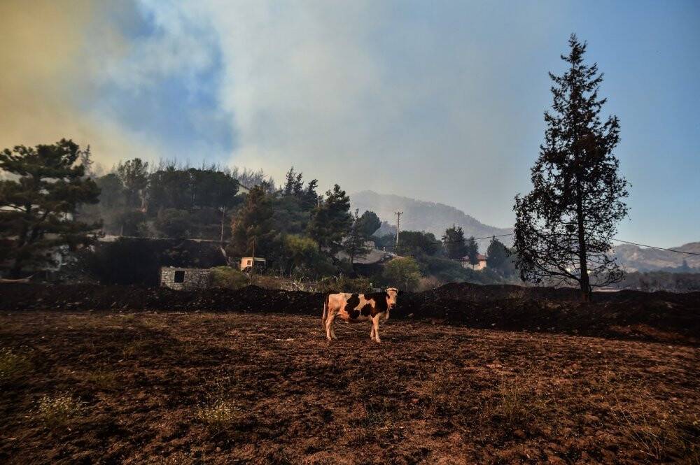 Marmaris’te hayvanlarını canları pahasına korudular