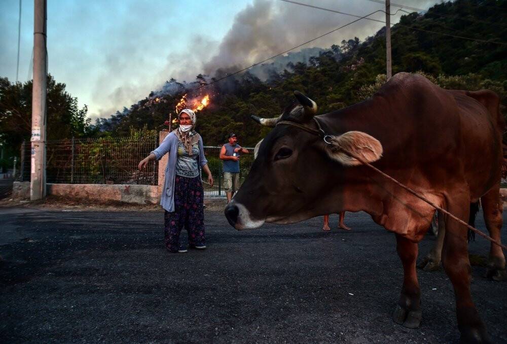 Marmaris’te hayvanlarını canları pahasına korudular