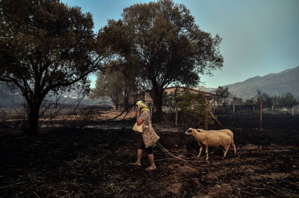 Marmaris’te hayvanlarını canları pahasına korudular