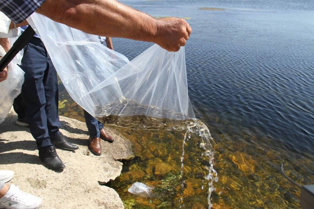 Konya’da 21 göl ve gölete 1 milyon 8 bin yavru sazan balığı bırakıldı