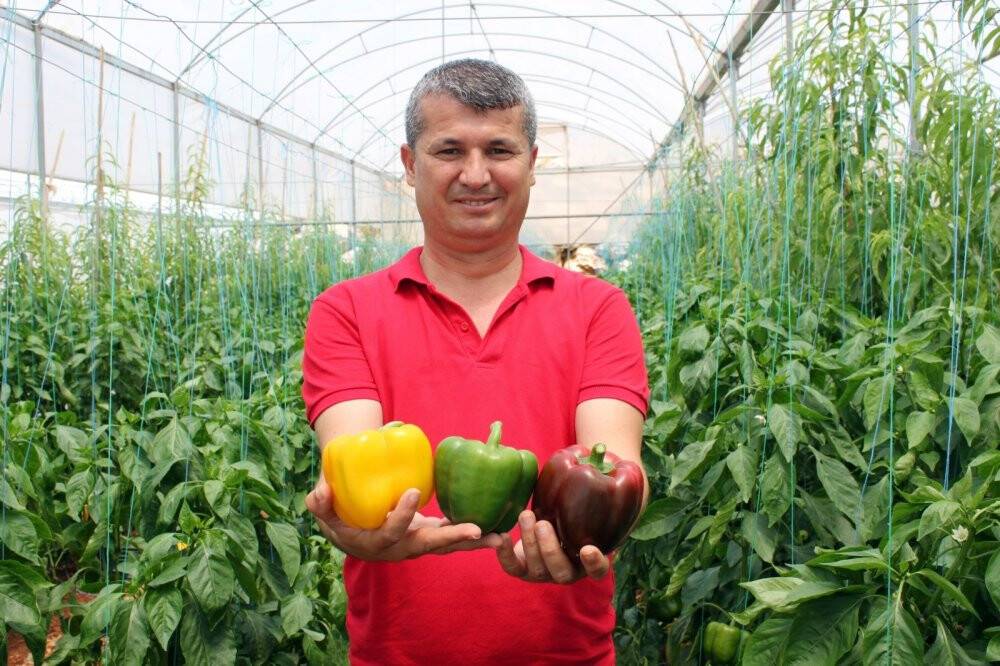 Paprika biberi kilosu 13 liradan hasat edildi
