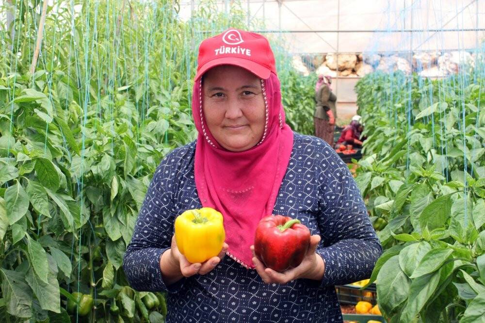 Paprika biberi kilosu 13 liradan hasat edildi