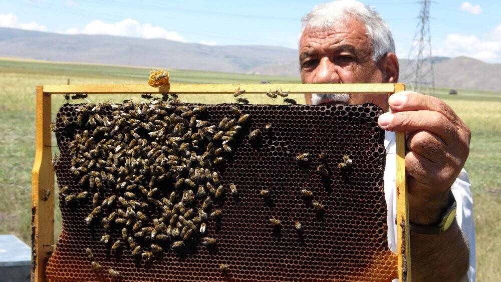Kuraklık nedeniyle arıların geleceği tehlike altında