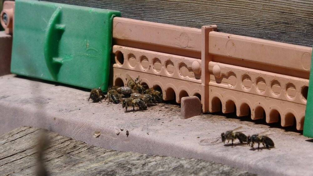Kuraklık nedeniyle arıların geleceği tehlike altında