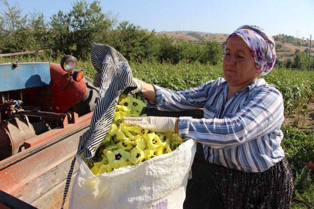 Amasya’da tescilli ‘çiçek bamyası’nın hasadı başladı: Kilosu 200 lira