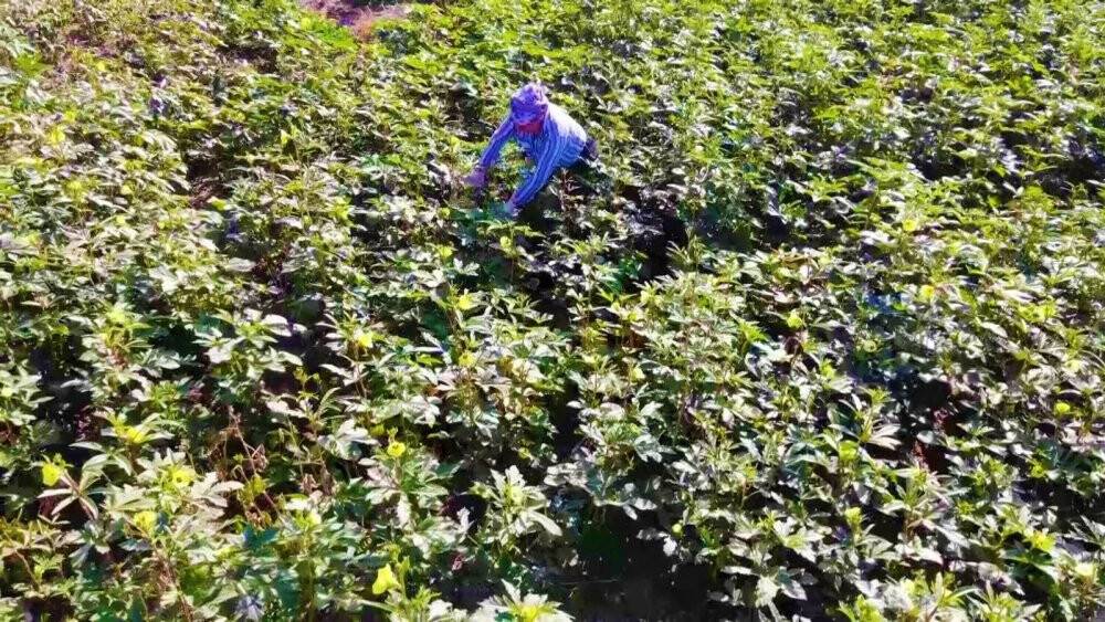 Amasya’da tescilli ‘çiçek bamyası’nın hasadı başladı: Kilosu 200 lira