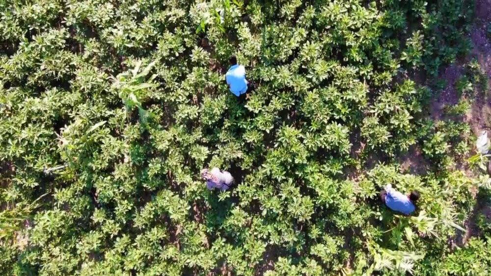 Amasya’da tescilli ‘çiçek bamyası’nın hasadı başladı: Kilosu 200 lira