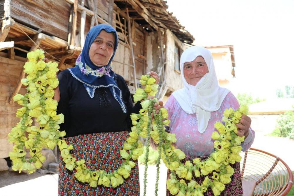 Amasya’da tescilli ‘çiçek bamyası’nın hasadı başladı: Kilosu 200 lira