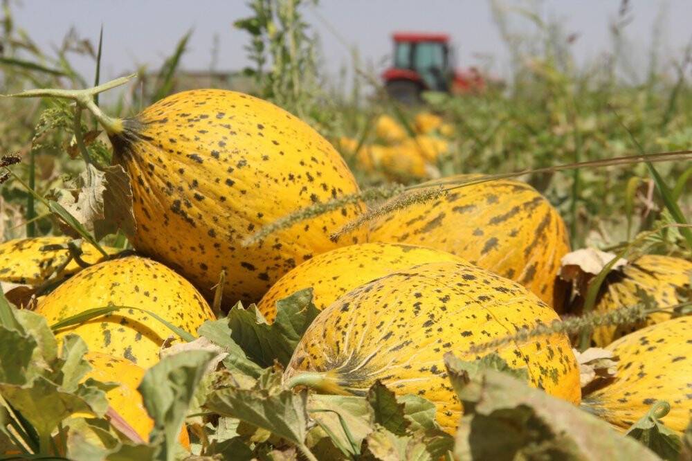 Konya Ovasında kavun hasadı zamanı