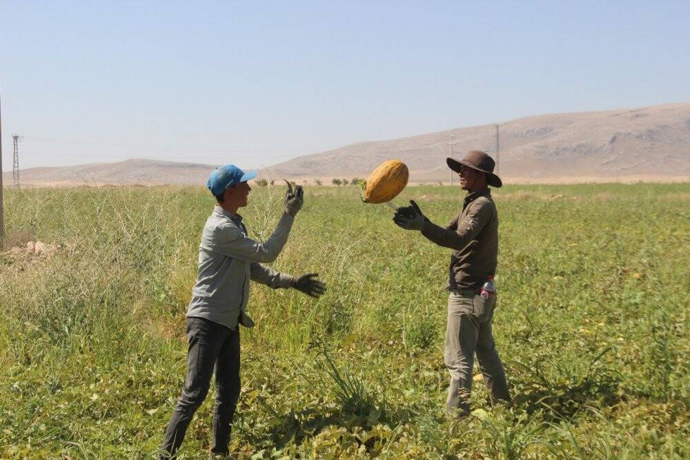 Konya Ovasında kavun hasadı zamanı