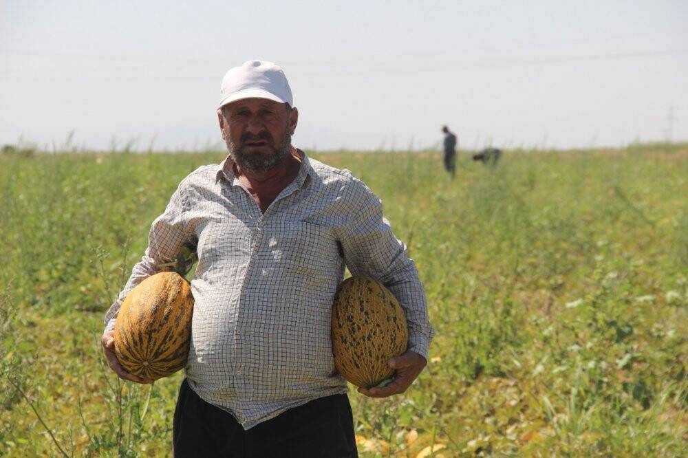 Konya Ovasında kavun hasadı zamanı