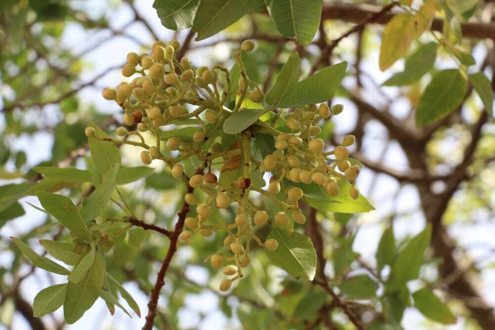 Bu ürün en çok Arap ülkeleri tarafından tüketiliyor, kilosu altınla yarışıyor