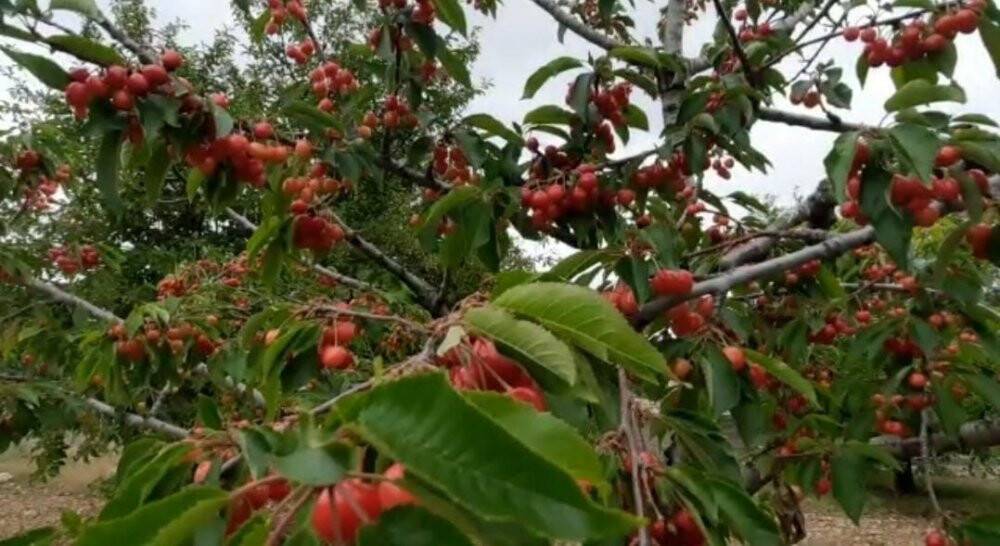 Buda sebil meyve bahçesi