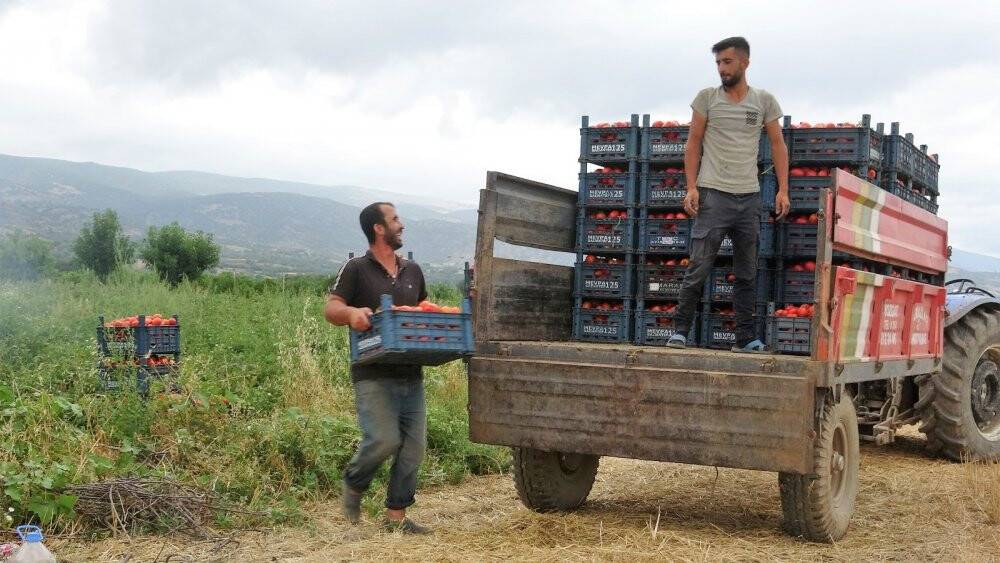 Domates tarlada 1, markette 5 lira