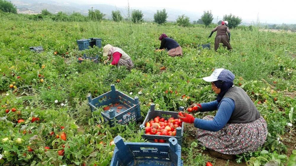 Domates tarlada 1, markette 5 lira