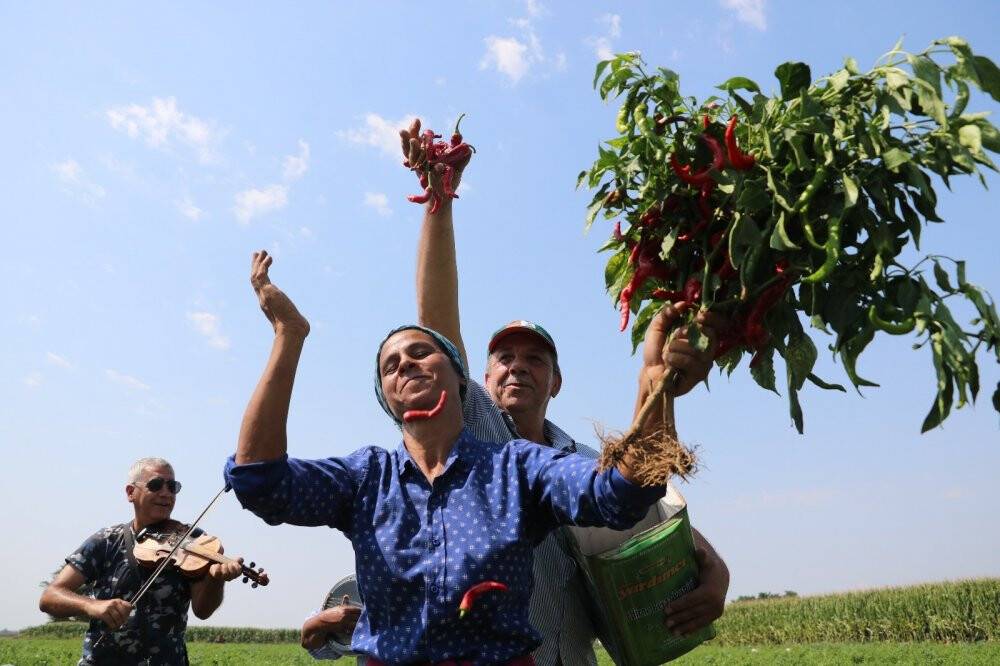 40 derece sıcağın altında biber hasadı