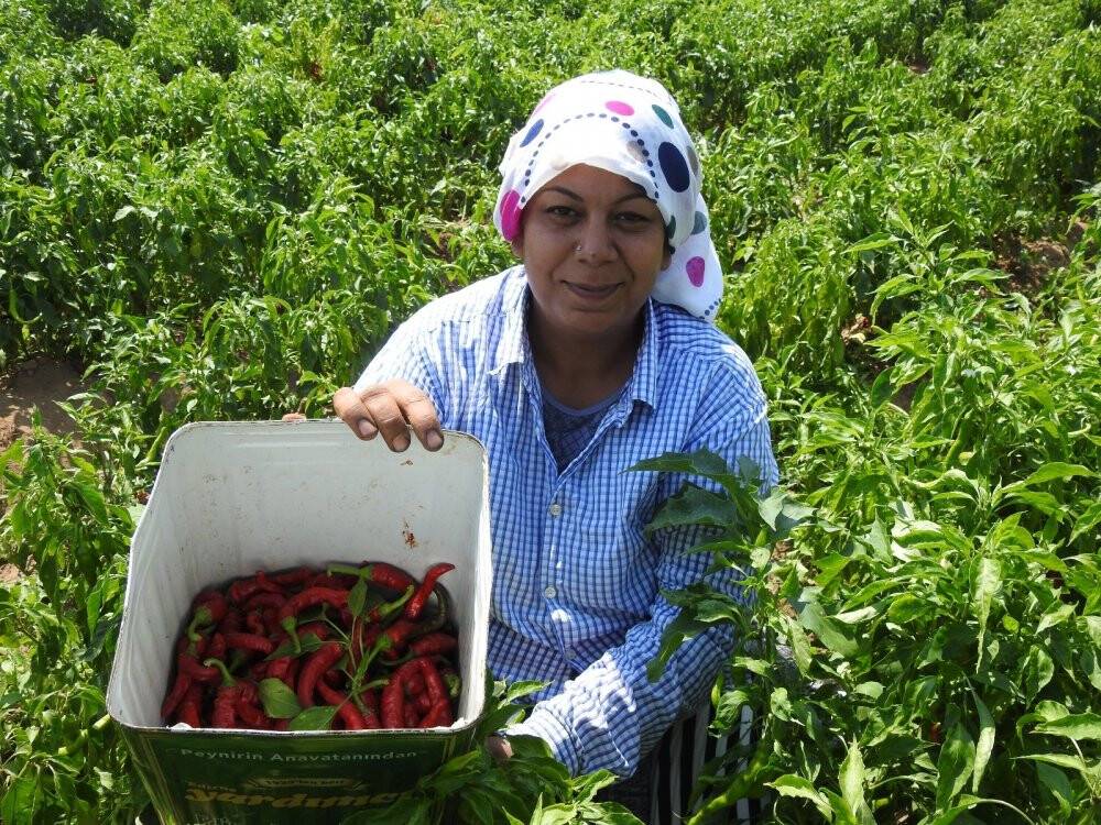 40 derece sıcağın altında biber hasadı