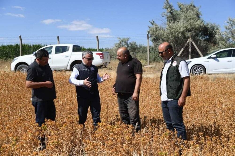 Doğal şifa kaynağı olan aspirin hasadı yaklaşıyor