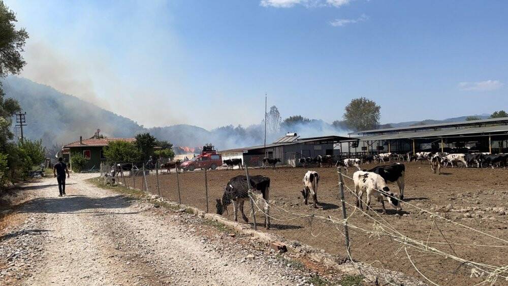 Hayvan çiftliğine sıçrayan yangın söndürülmeye çalışılıyor