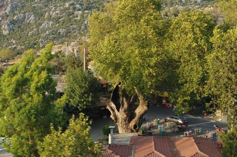 Marmaris’teki 2 bin yıllık ağacın yaraları sarıldı