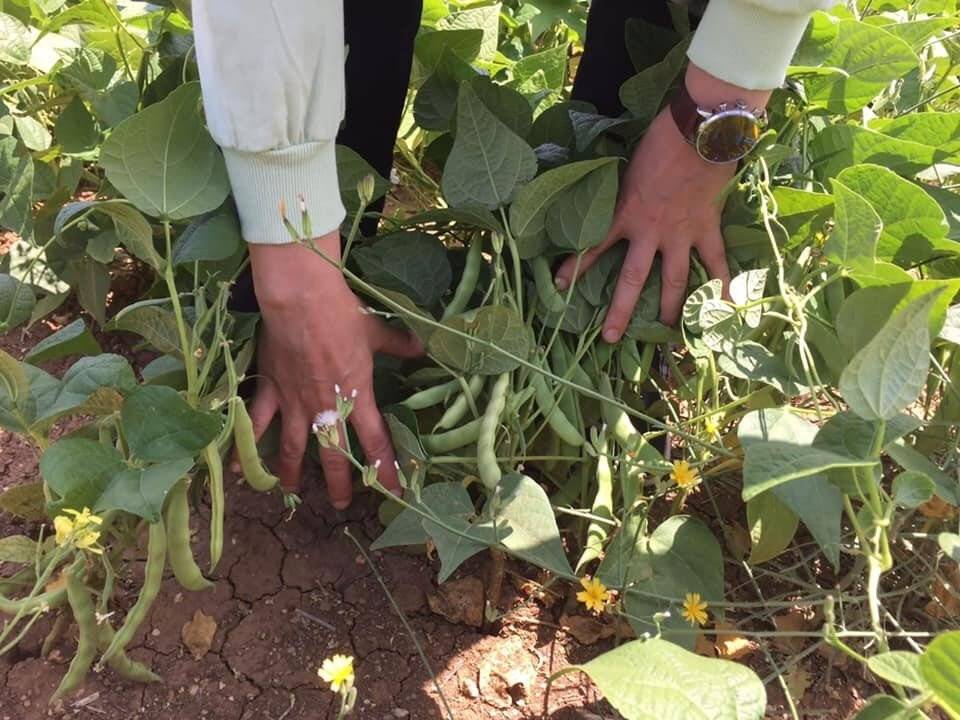 Hüyük’te 300 dekarlık alanda kuru fasulye ekimi yapıldı