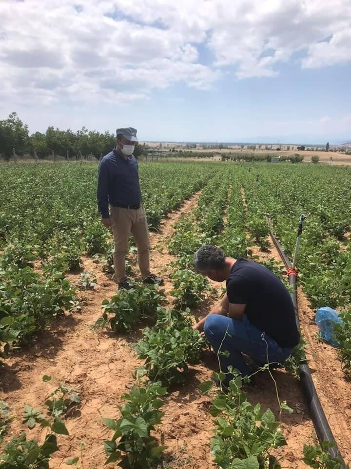 Hüyük’te 300 dekarlık alanda kuru fasulye ekimi yapıldı
