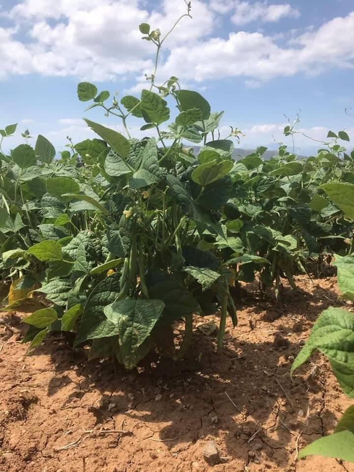 Hüyük’te 300 dekarlık alanda kuru fasulye ekimi yapıldı