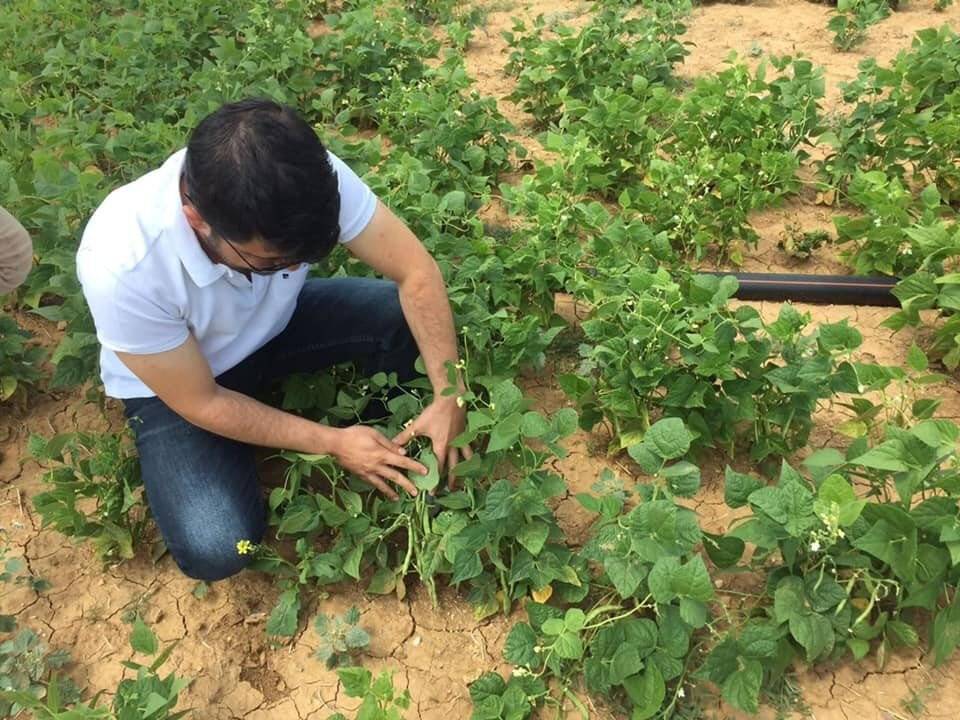 Hüyük’te 300 dekarlık alanda kuru fasulye ekimi yapıldı