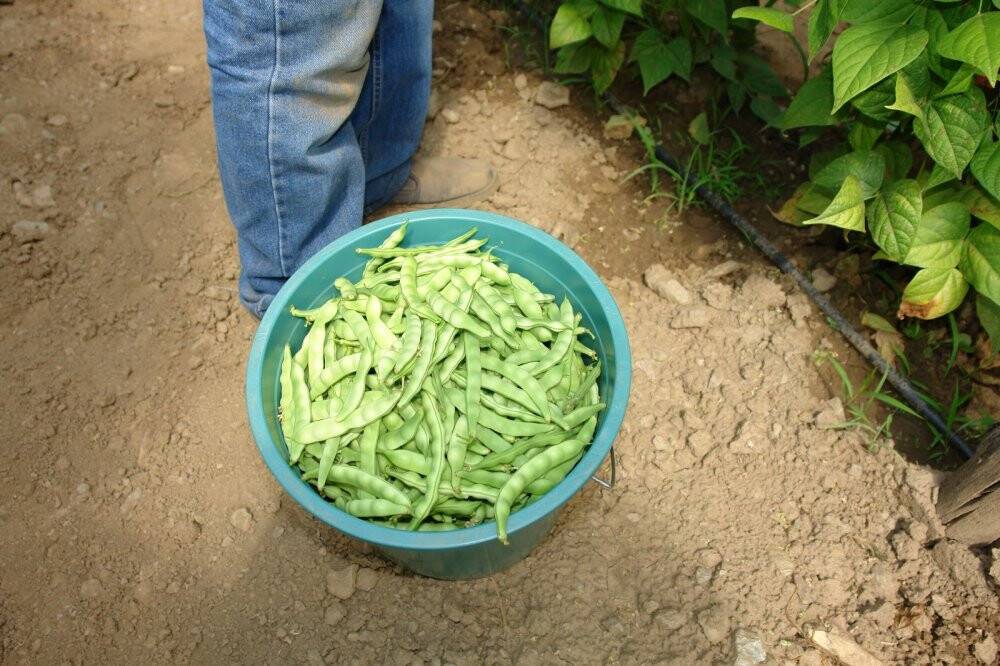 Tadına doyum olmayan ürünün hasadı başladı