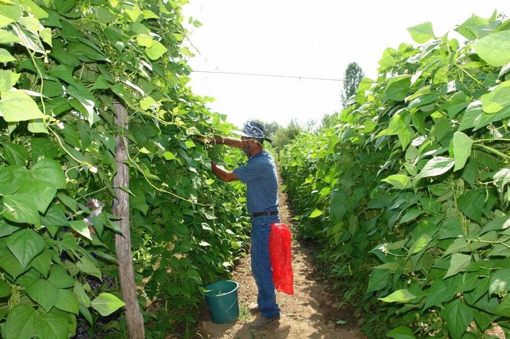 Tadına doyum olmayan ürünün hasadı başladı