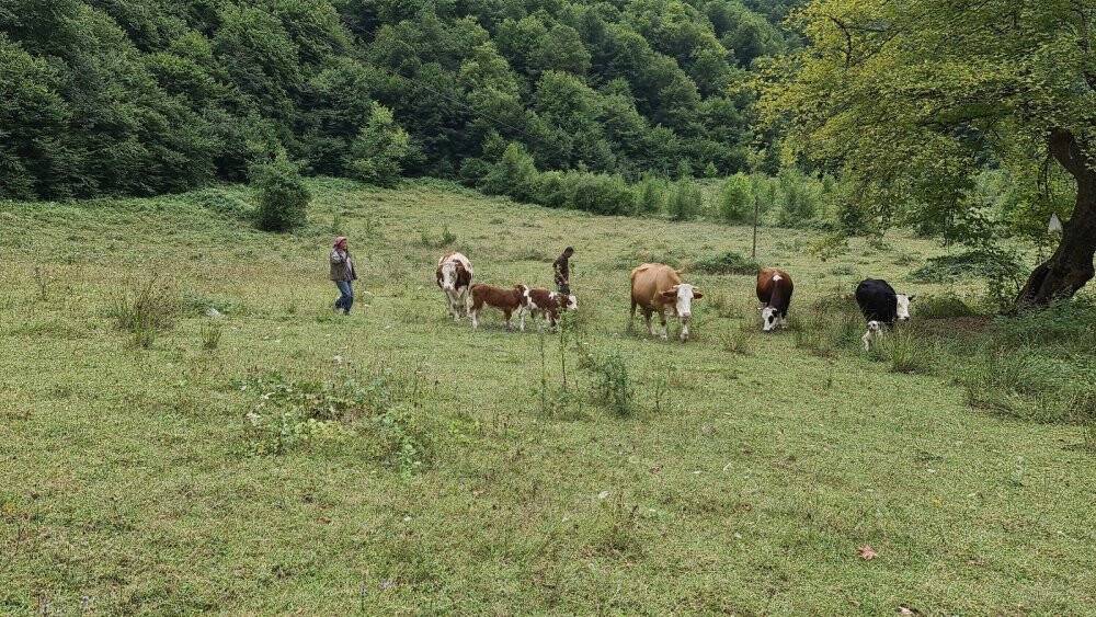 Selden otomobil bagajına yükleyerek kurtardığı buzağılar annesine kavuştu