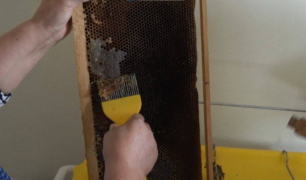 Dünyaca ünlü balın sağımı gerçekleştirildi