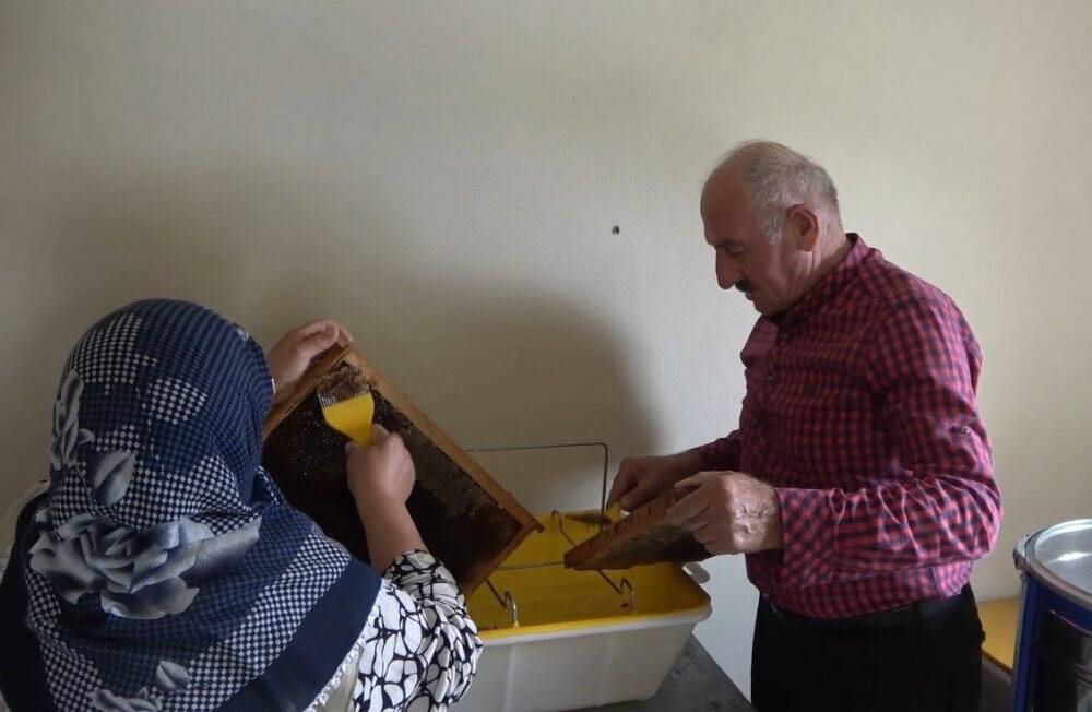 Dünyaca ünlü balın sağımı gerçekleştirildi