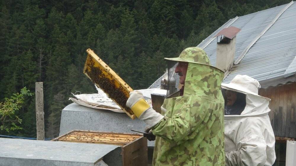 Dünyaca ünlü balın sağımı gerçekleştirildi
