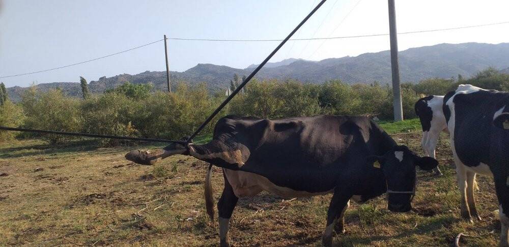 İneğin başına gelen talihsiz kaza herkesi şaşırttı