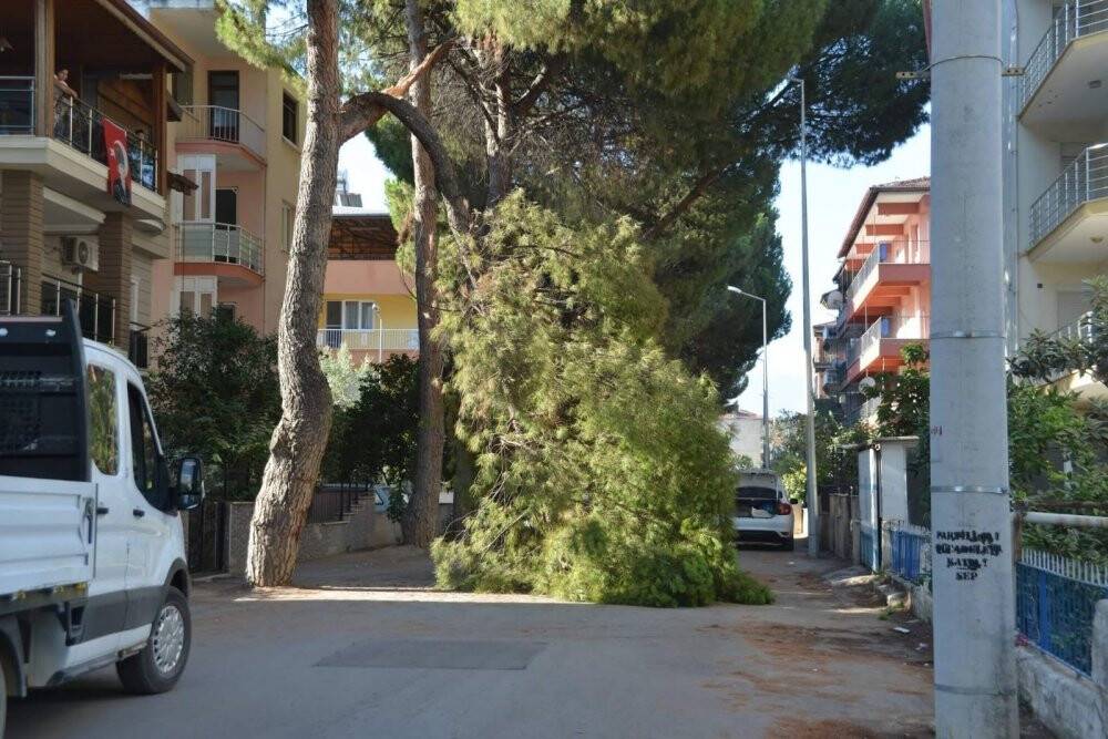 Yaşlı çam ağacı yola devrildi