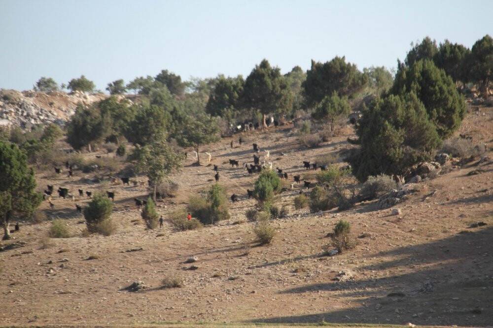 Konya’ya göç Manavgatlı besicinin hayvanlarını yanmaktan kurtardı