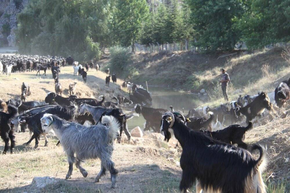 Konya’ya göç Manavgatlı besicinin hayvanlarını yanmaktan kurtardı