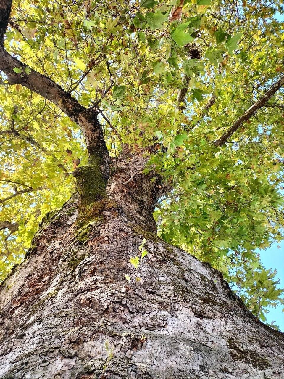 Bin 231 yıllık anıt çınar, bunaltıcı havalarda köylünün kliması oldu