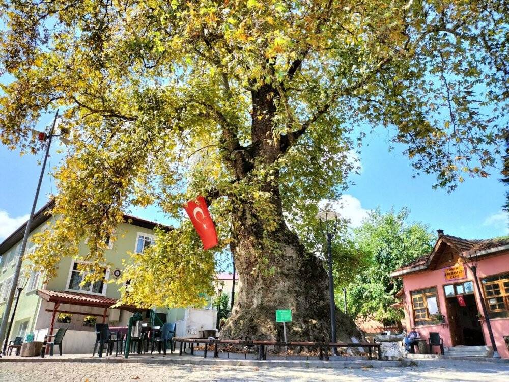 Bin 231 yıllık anıt çınar, bunaltıcı havalarda köylünün kliması oldu