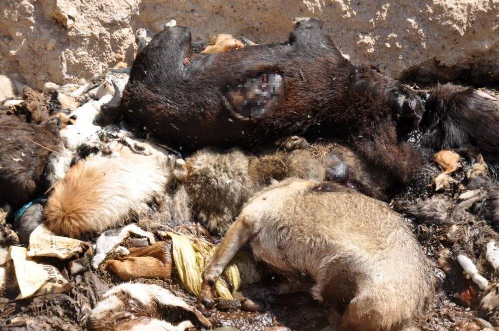 Hayvan barınağında vahşet: Telef olmuş onlarca kedi ve köpek toplu mezara koyuldu
