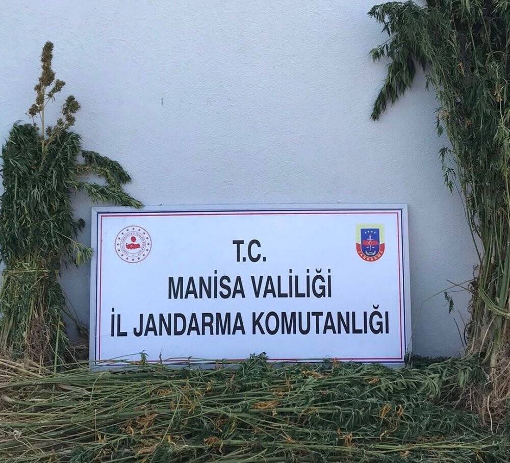 Ormanlık alandaki kenevirler drone ile tespit edildi