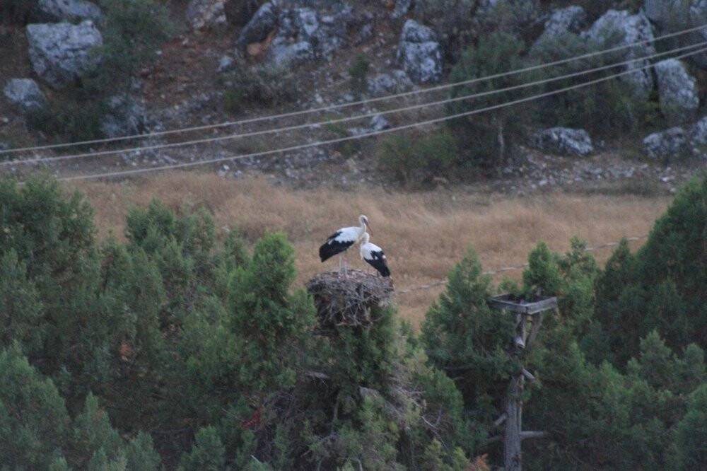 Konya’da leyleklerin göç yolculuğu başladı