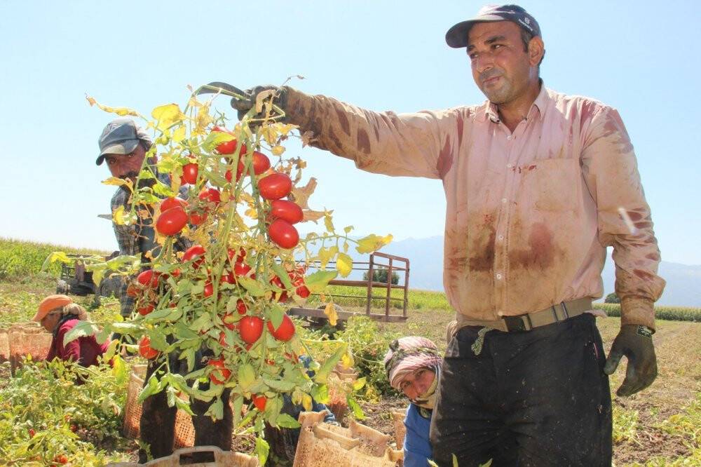 Domates fiyatlarının yükselmesi bekleniyor