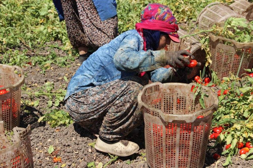 Domates fiyatlarının yükselmesi bekleniyor