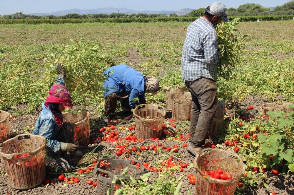 Domates fiyatlarının yükselmesi bekleniyor