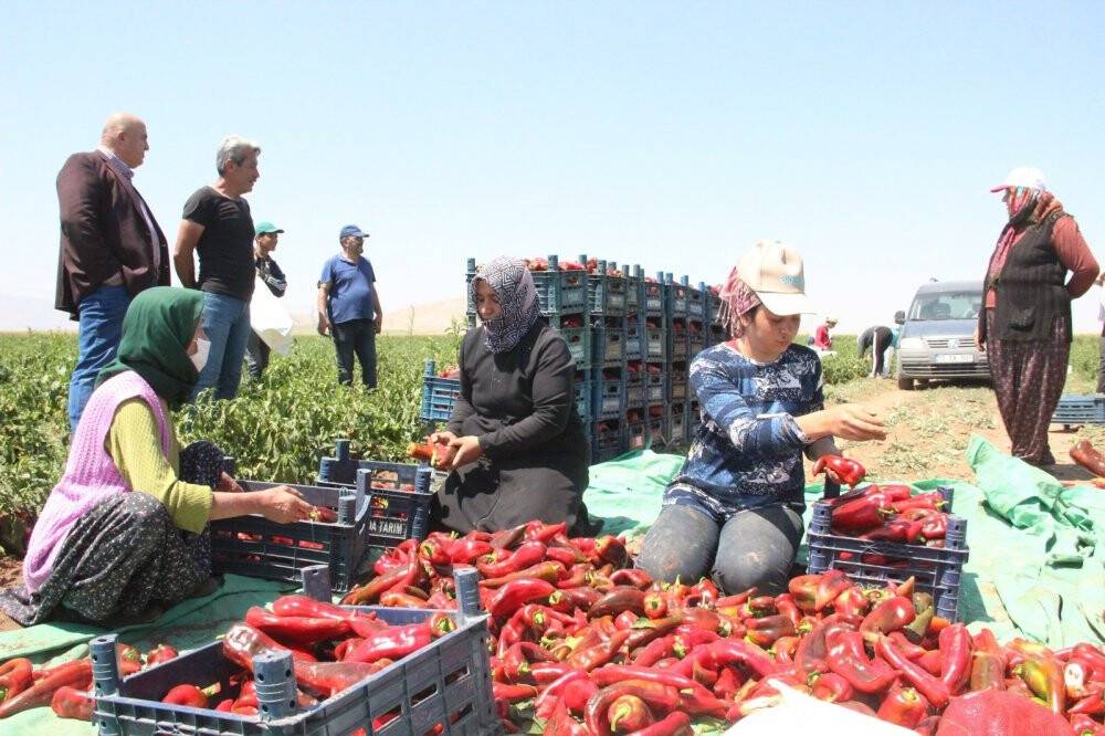 Karaman’da üretilen salçalık biberler 7 ile gönderiliyor