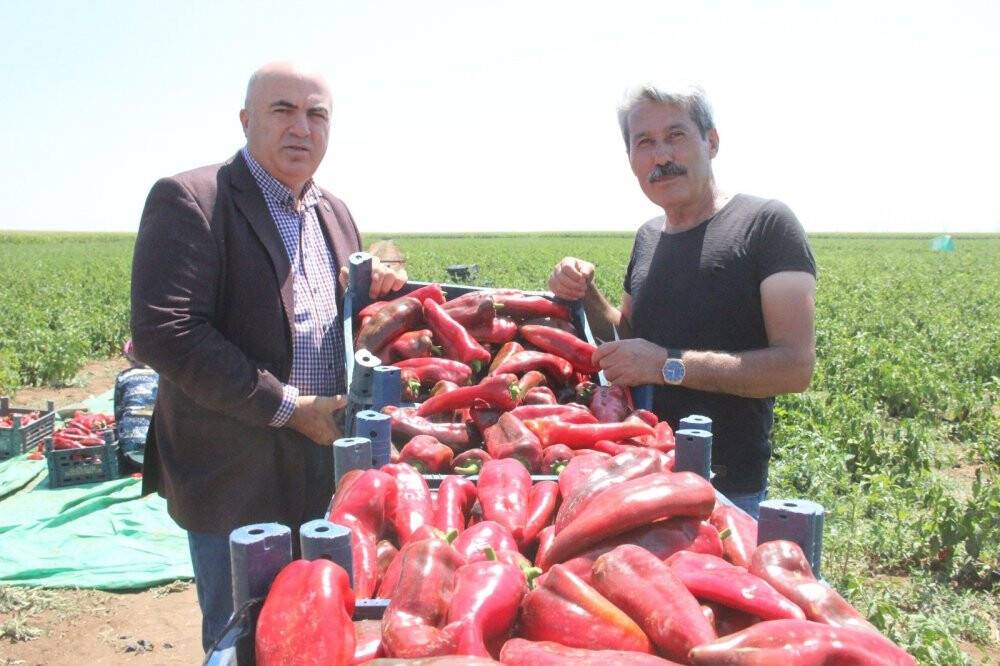 Karaman’da üretilen salçalık biberler 7 ile gönderiliyor