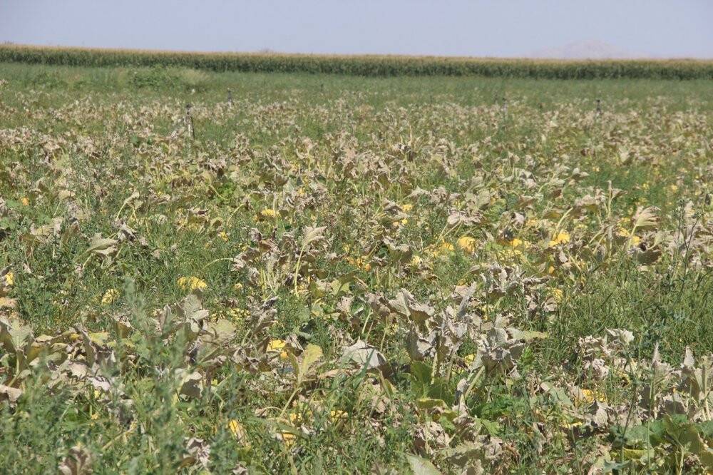 Merak üzerine ekmeye başladı, üretimini her yıl arttırdı