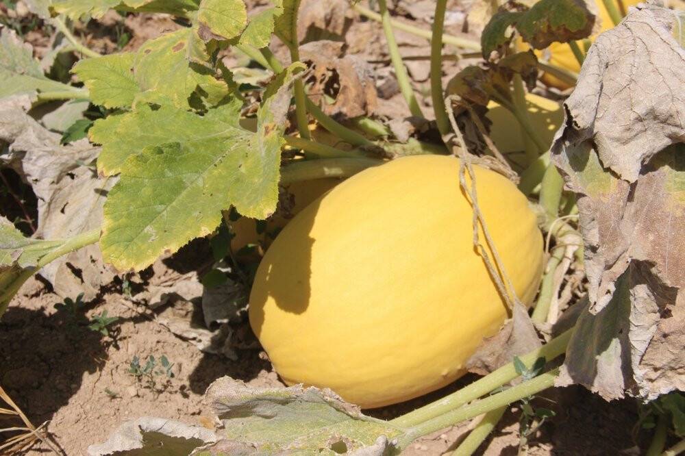 Merak üzerine ekmeye başladı, üretimini her yıl arttırdı